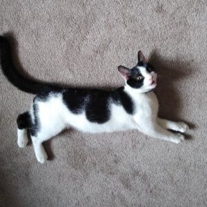 Meet your Posher, Vincent